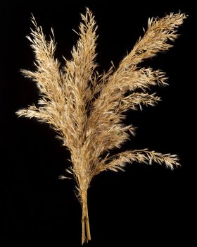 Common Reed Inflorescence on black background