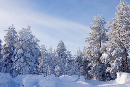 Evergreen fur trees and pines covered by a snow on the eve of Christmas