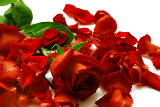 Bright red rose and petals on a white background