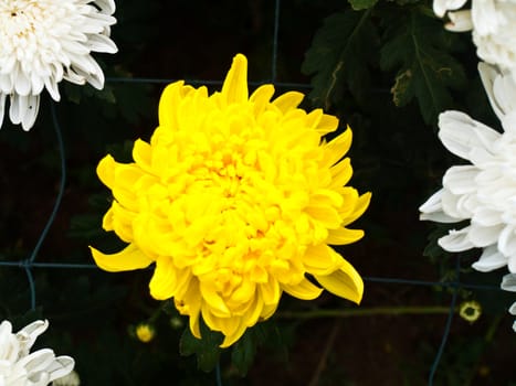 Yellow Chrysanthemum in Nakorn Ratchasima, Thailand.