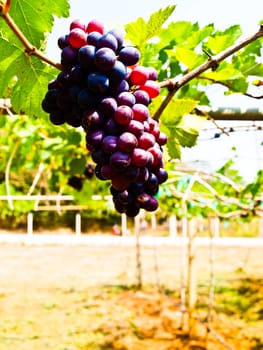 Bunch of red grapes with green leaves in Wine yard in Nakorn Ratchasima, Thailand