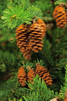 cone of conifer tree and green needles