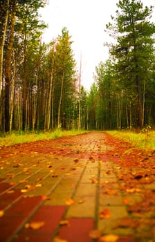 lane covered with yellow foliage in city park in autumn season