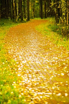 lane covered with yellow foliage in city park in autumn season