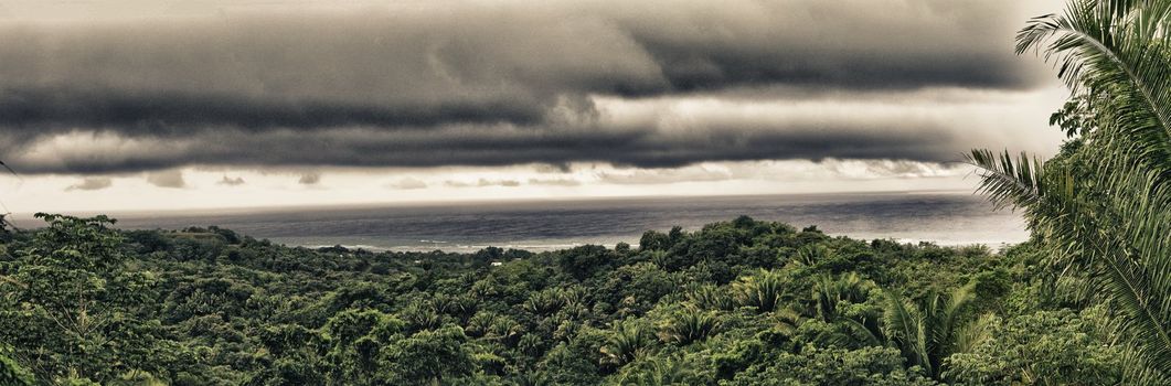 Vegetation and Nature in Roatan, Honduras