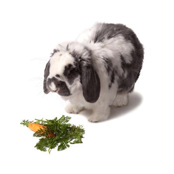 Cute Grey and White Lop Eared Bunny Rabbit With Carrot and Greens On White Background