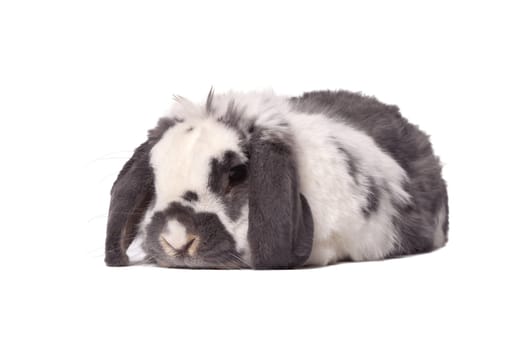 Cute Grey and White Lop Eared Bunny Rabbit Lying Down Resting On White Background