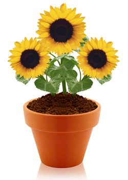 sunflower in clay pot isolated on white background.