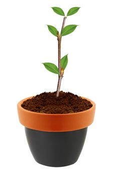 Young plant in clay pot isolated on white background.