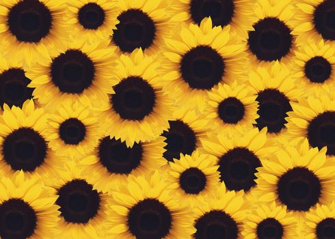 beautiful yellow Sunflower Background