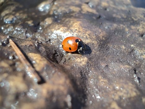 General view of an insect - a Ladybug being on a stone, in a sunny weather in the spring