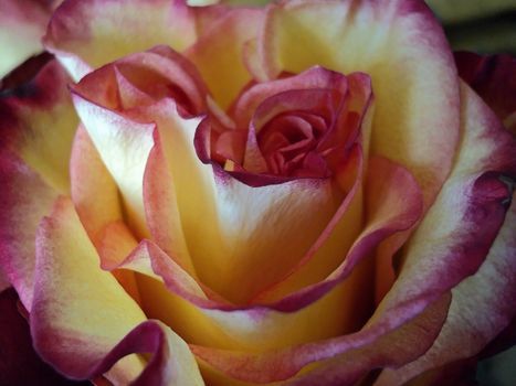 General view of a yellow red rose close up