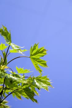 green leaves of tree on a background clean blue sky