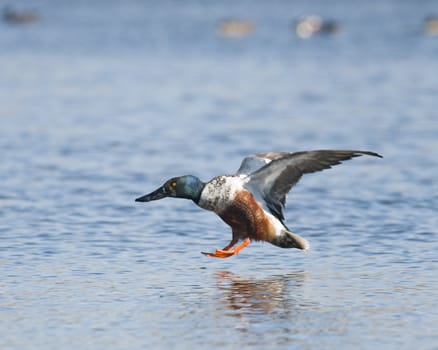 A shovelnose duck coming in for a landing on a lake