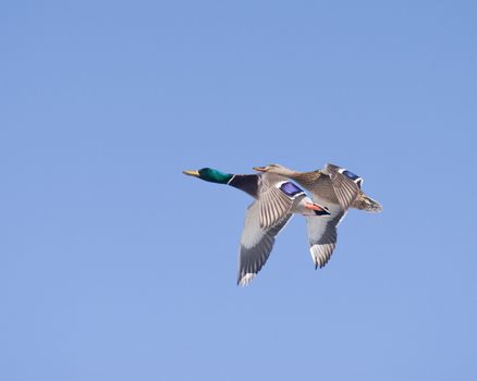 two ducks in flight over a blue colorado sky in winter