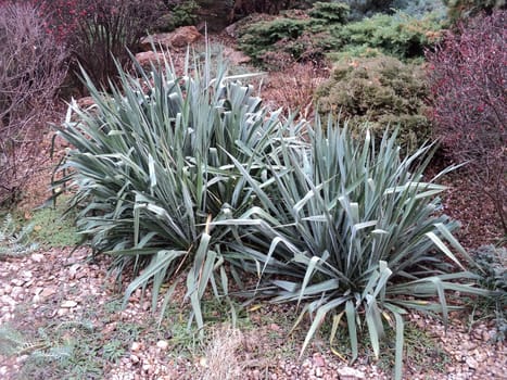 General view of an ornamental plant the Yucca in an autumn season