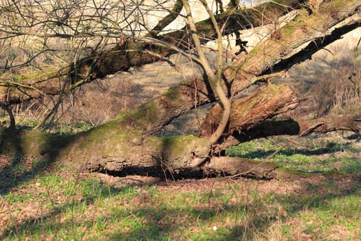 Dead wood in a floodplain forest in early spring