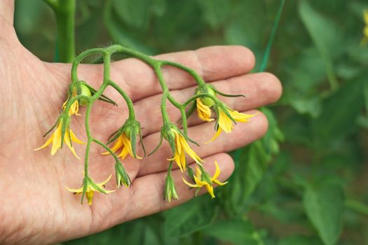 Bunch of flowering tomatoes in greenhouse on the hand background 