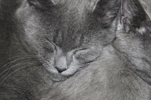 Gray British cats are sleeping. Close up