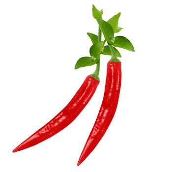 red hot chili pepper on white background