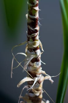 Closeup shot of a small palm tree inside.