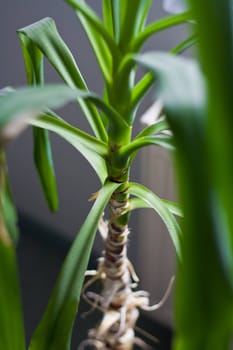 Closeup shot of a small palm tree inside.