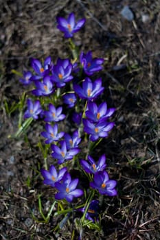 Purple spring flowers in Finland. Closeup macro shot