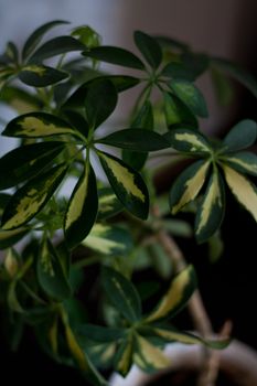 Closeup macro shot of a green leaves on room plant.
