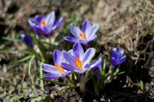 Purple spring flowers in Finland. Closeup macro shot