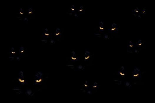 Group of black evil cats in the dark