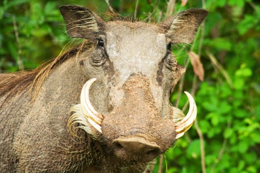 Warthog (Phacochoerus africanus) photographed in Kruger National Park, South Africa.