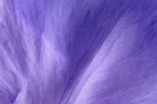 macro of the petal of a flower with its vessels and details