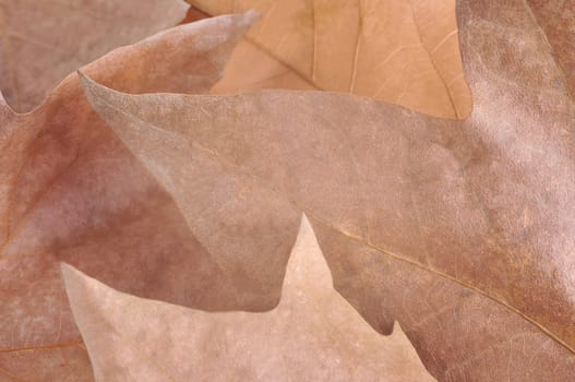 Stacked leaves to illustrate Autumn