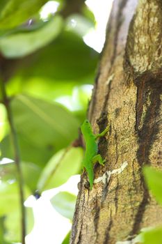 Small green lizard on the bark of a tree