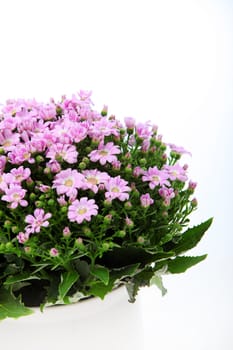 Close-up shot of pink flowers bouquet on white background