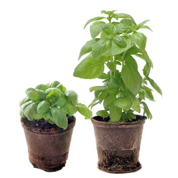 basil in pots in front of white background