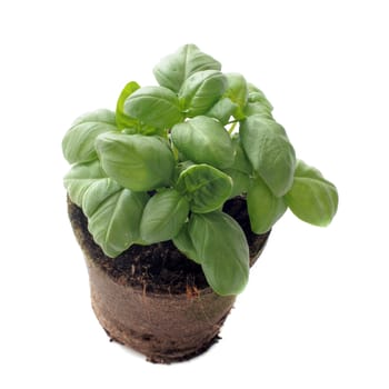 basil in pot in front of white background