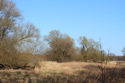 Willows in a floodplain in early spring