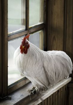 White rooster sitting on the window