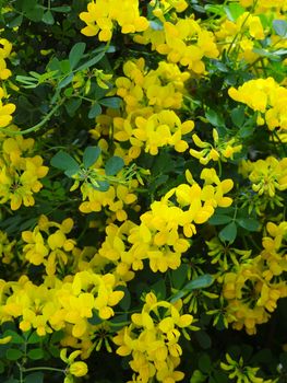 yellow coronille on spring