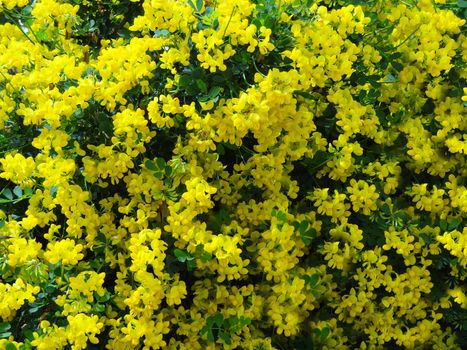 yellow coronille on spring