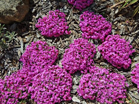 pink phlox on spring