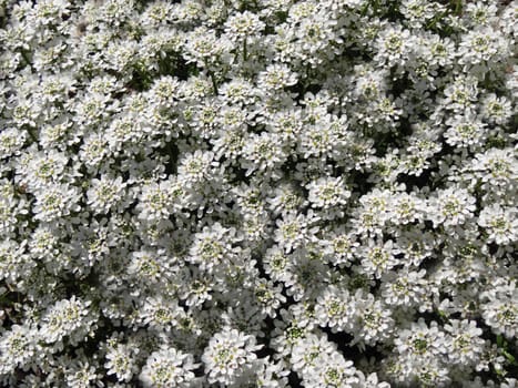 white Iberis on sprig