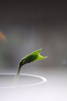 The first emerging shoots of a runner bean plant, set ona portrait format image with space for copy above or below.