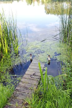 small river bridge. natural green water flora.