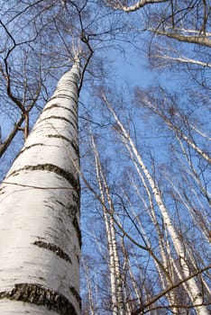 background of birch tree trunks and tops on blue sky.