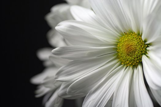 White Daisy Closeup on Black Background
