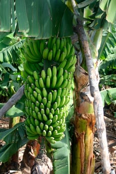 Bunch of fresh green bananas on banana farm tree