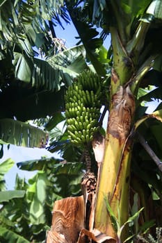 Bunch of fresh green bananas on jungle banana tree 