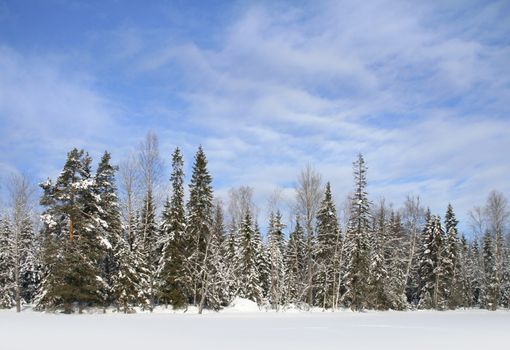 Bright winter day with snowy forest and blue sky on background